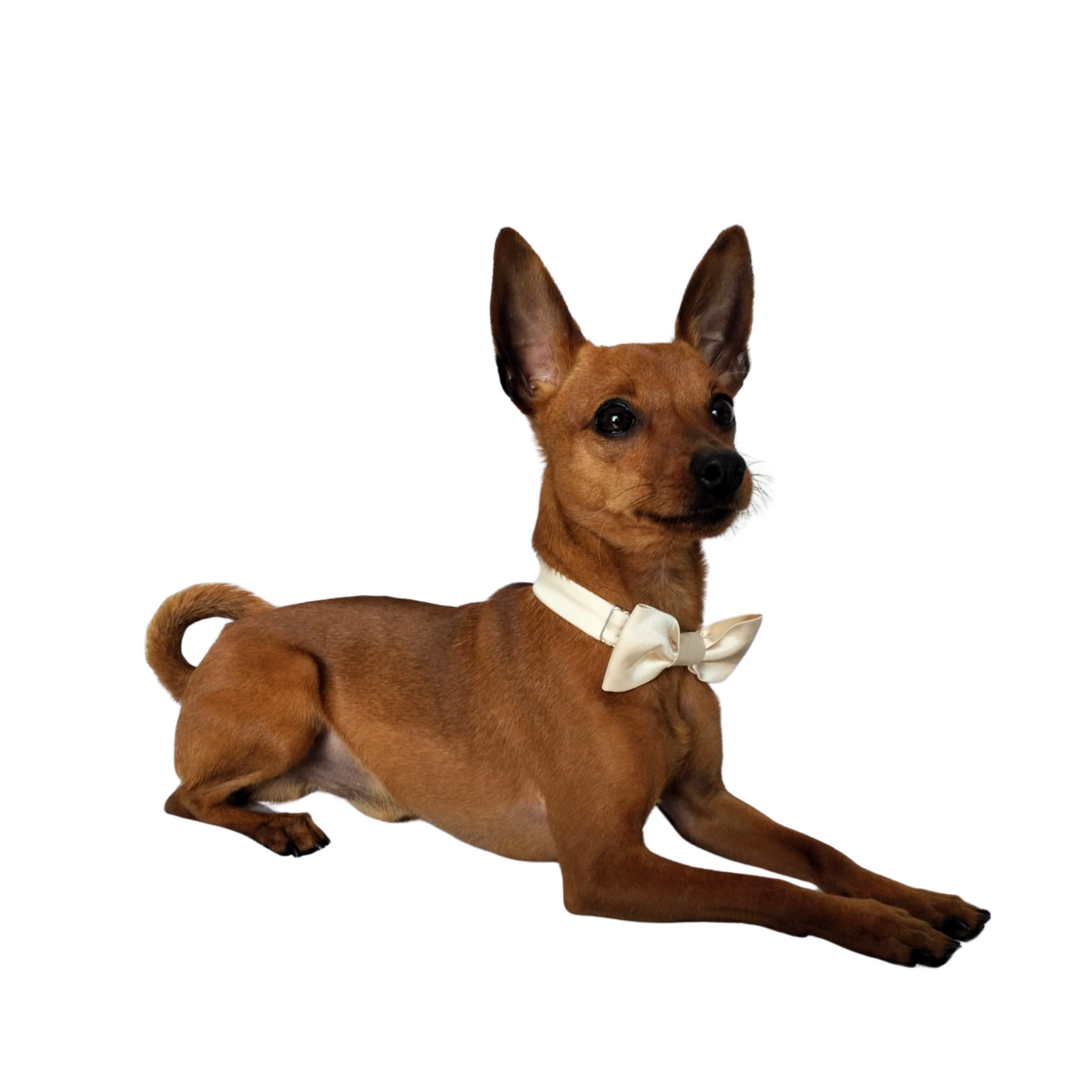 Verstance papillon