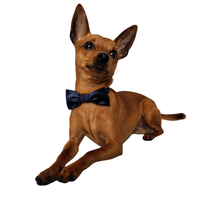 Verstance papillon